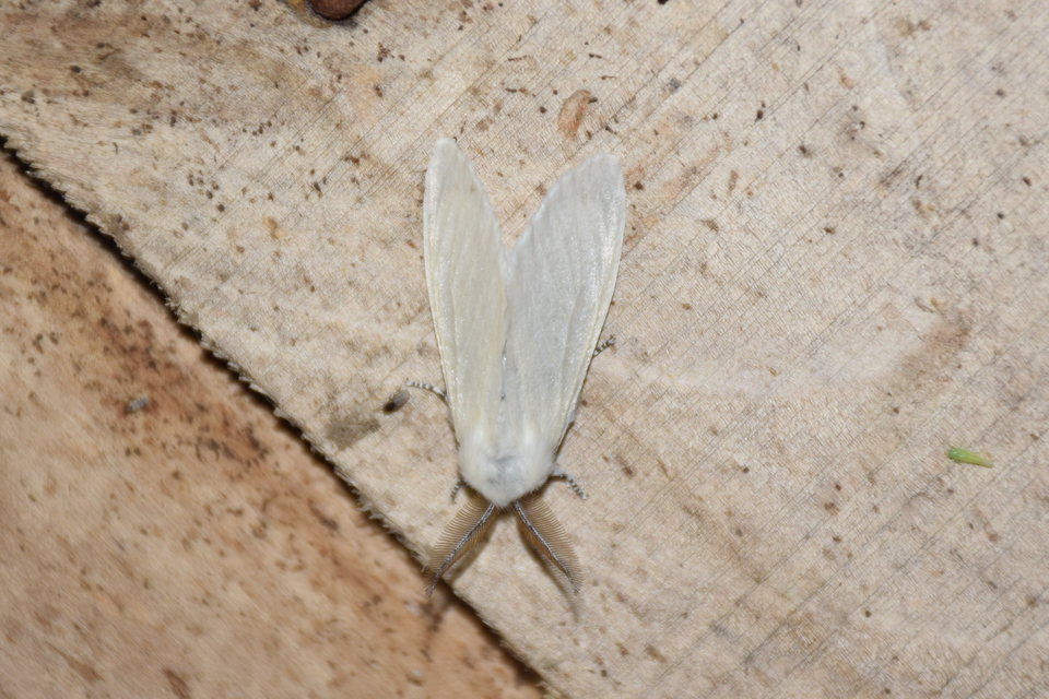 Leucoma salicis - fűzfaszövő