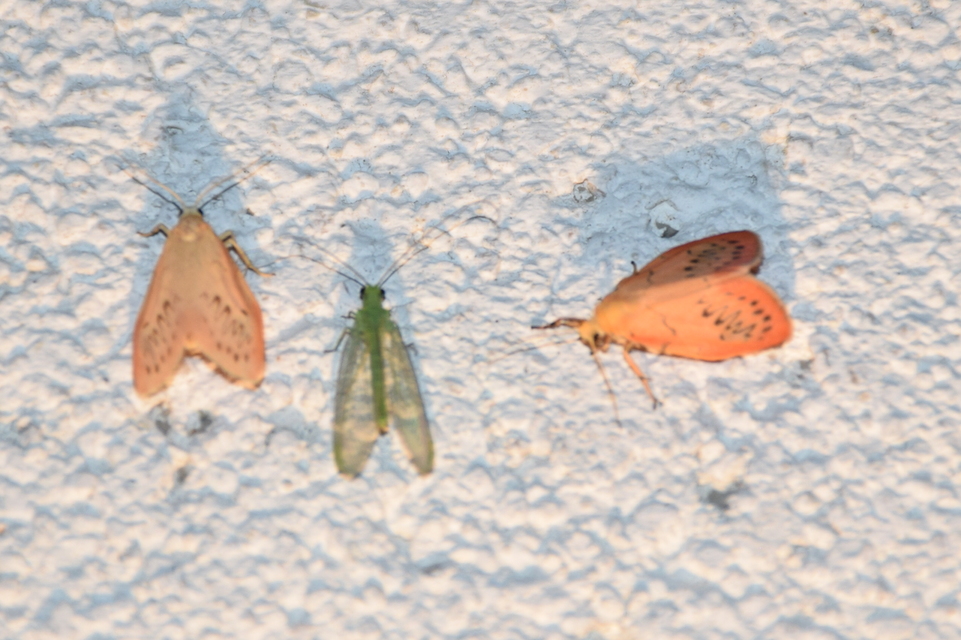 Miltochrista miniata - piros medvelepke