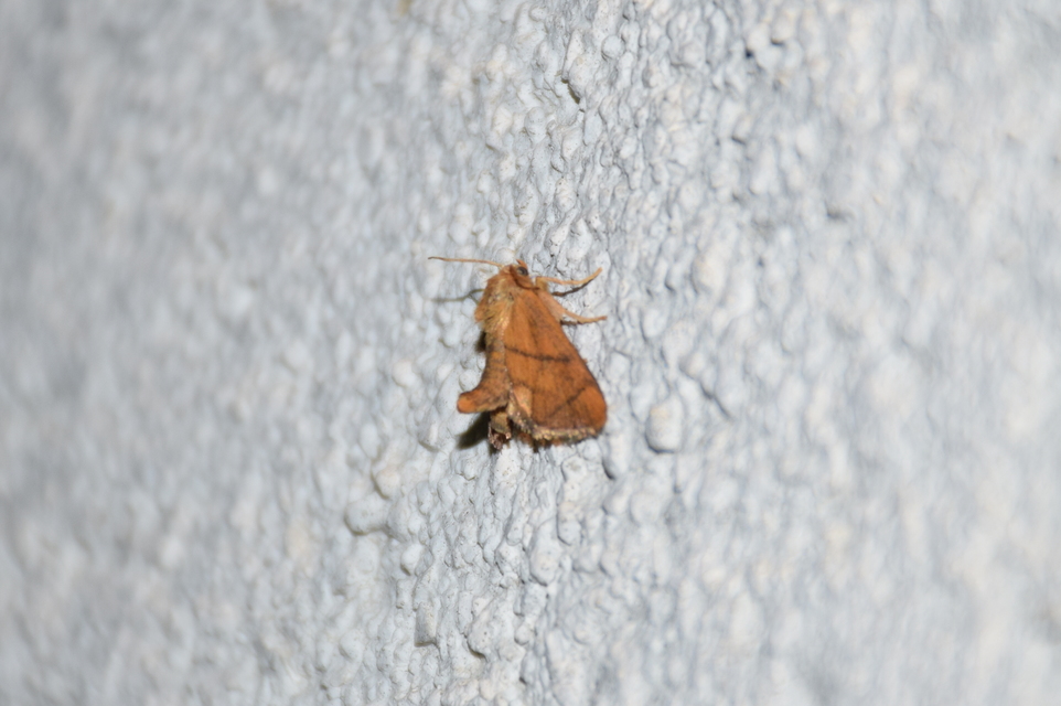 Apoda limacodes - kagylólepke
