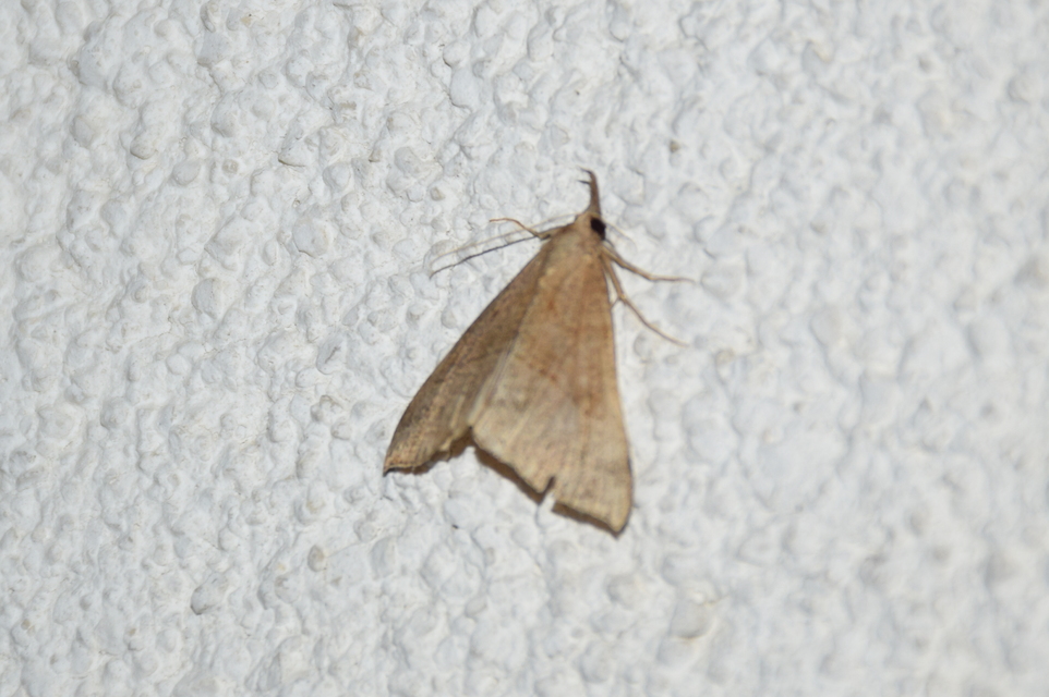 Hypena proboscidalis - ormányos karcsúbagoly