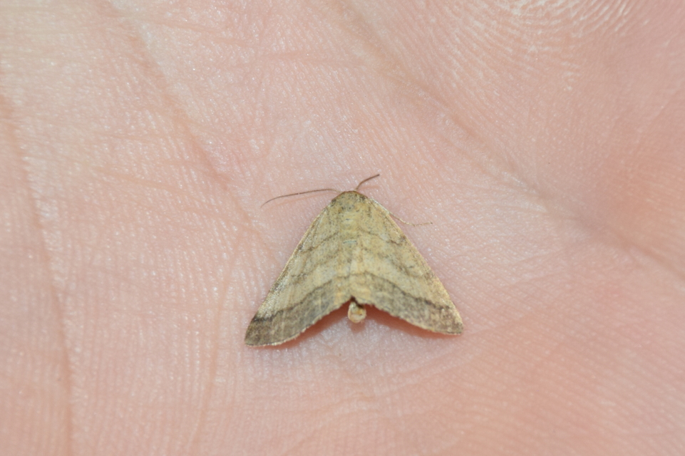 Scopula rubiginata - réti pirosaraszoló