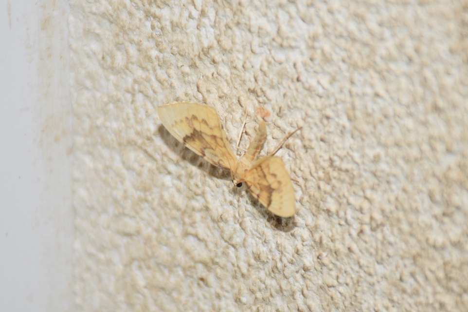 Eulithis pyraliata - sárga galajaraszoló