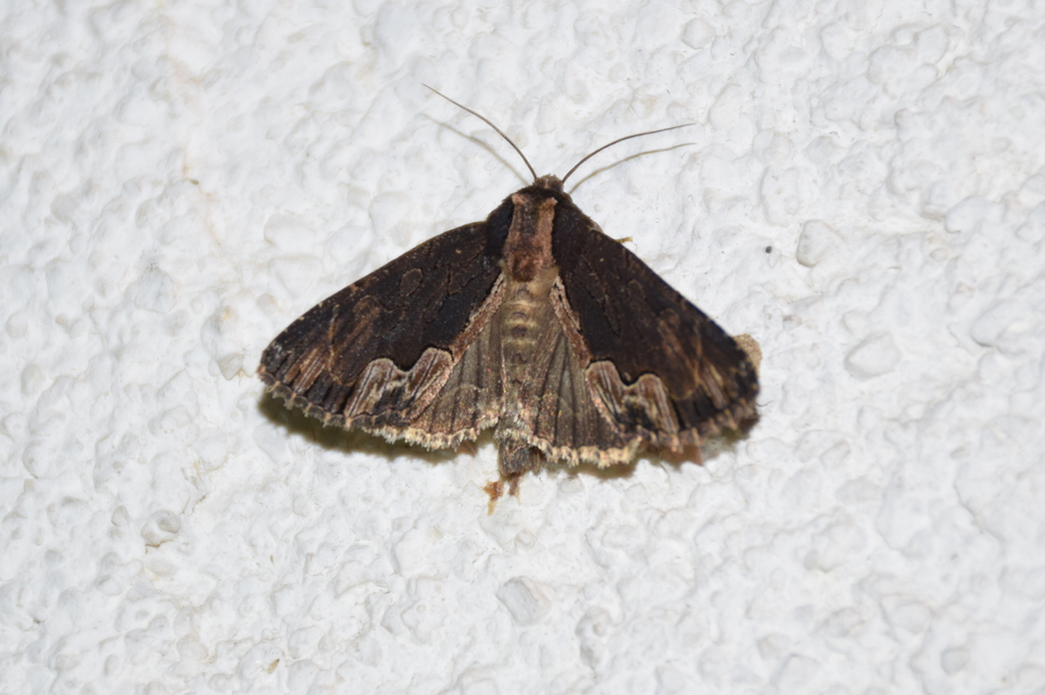 Dypterygia scabriuscula - szurokbarna nyáribagoly
