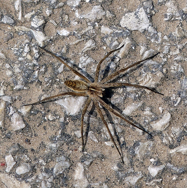 Pisaura mirabilis - csodáspók