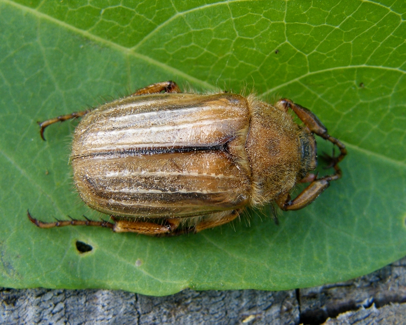 Amphimallon solstitiale - bordás sárgacserebogár
