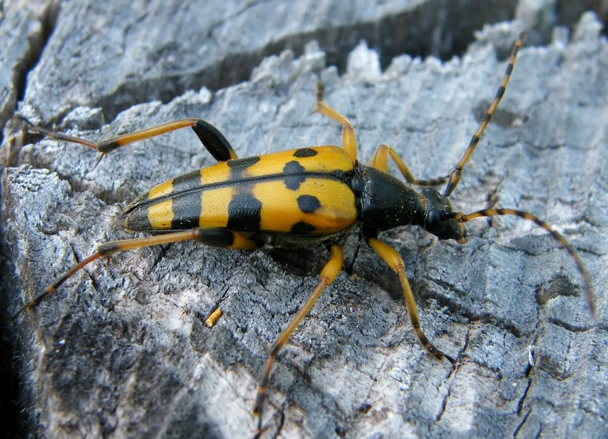 Rutpela maculata - tarkacsápú karcsúcincér