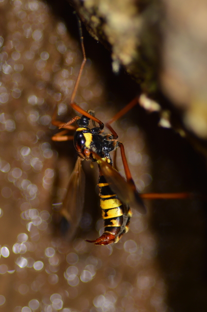 Ctenophora ornata - sárga fésűsszúnyog