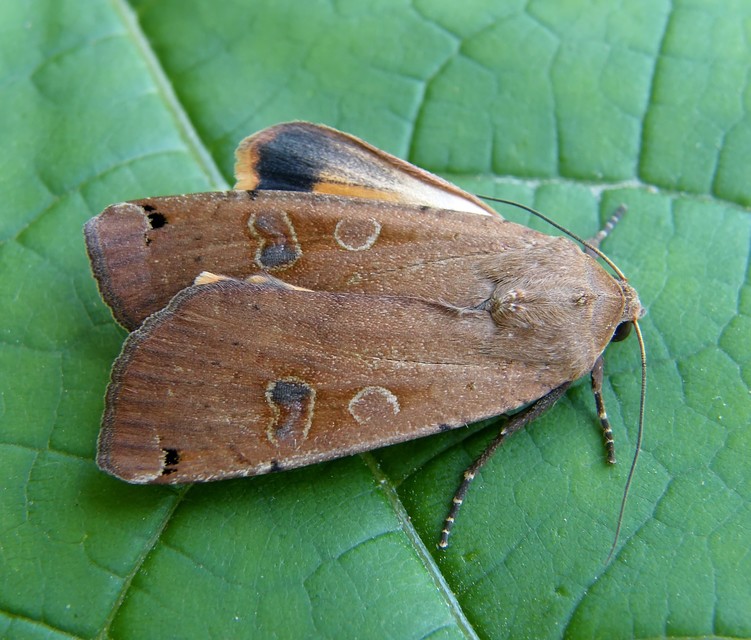 Noctua pronuba - nagy sárgafűbagoly