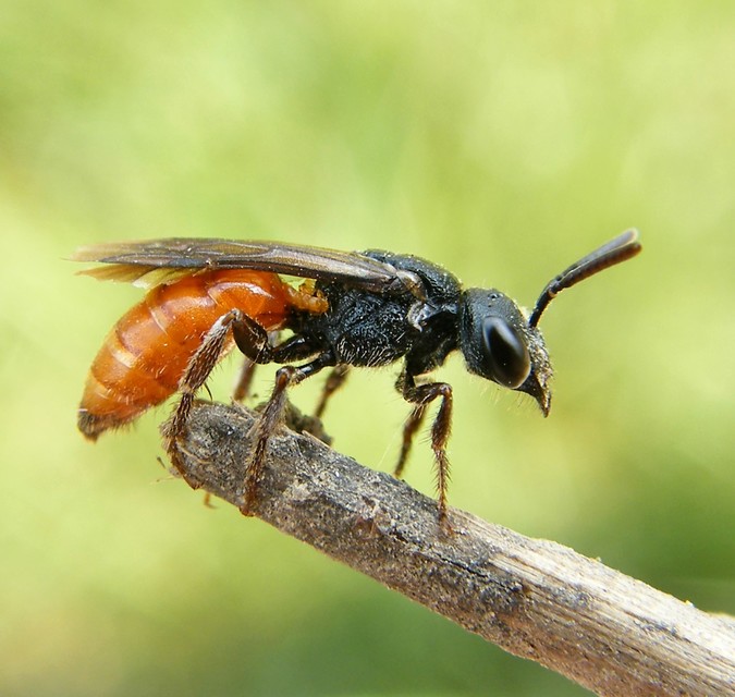 Sphecodes