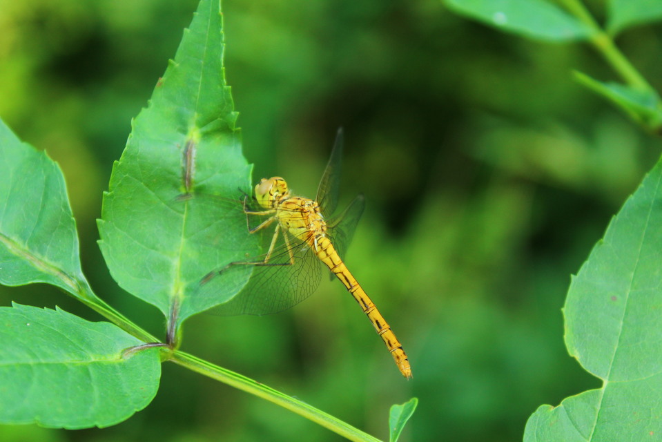 Sympetrum meridionale - fakó katona-szitakötő