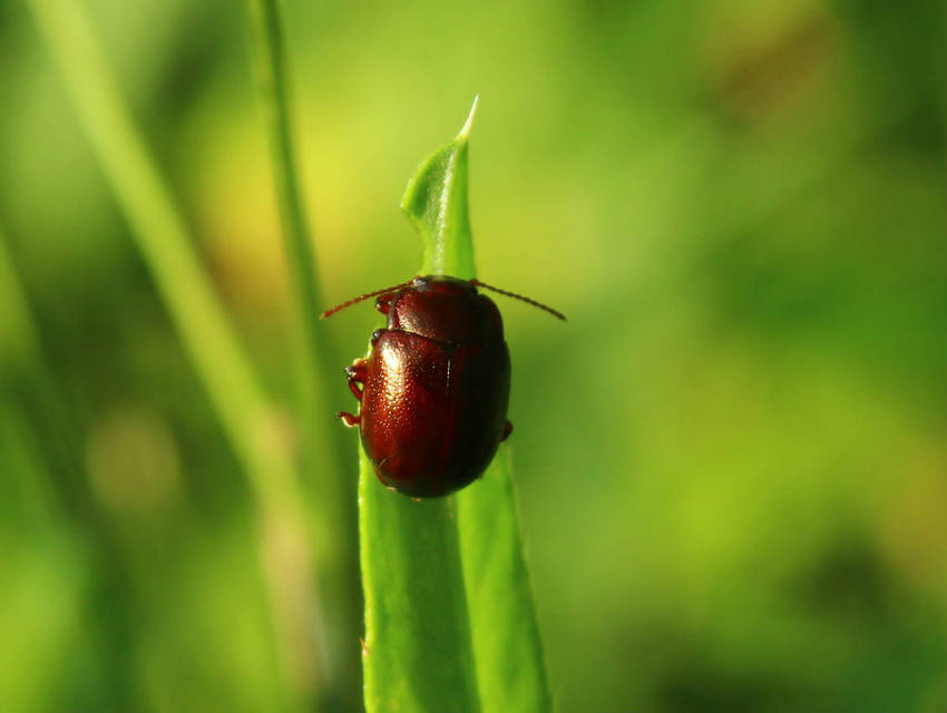Chrysolina staphylaea - tavaszi levélbogár