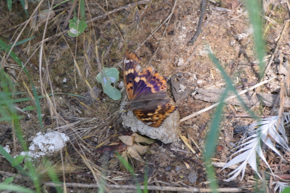 Apatura ilia - kis színjátszólepke