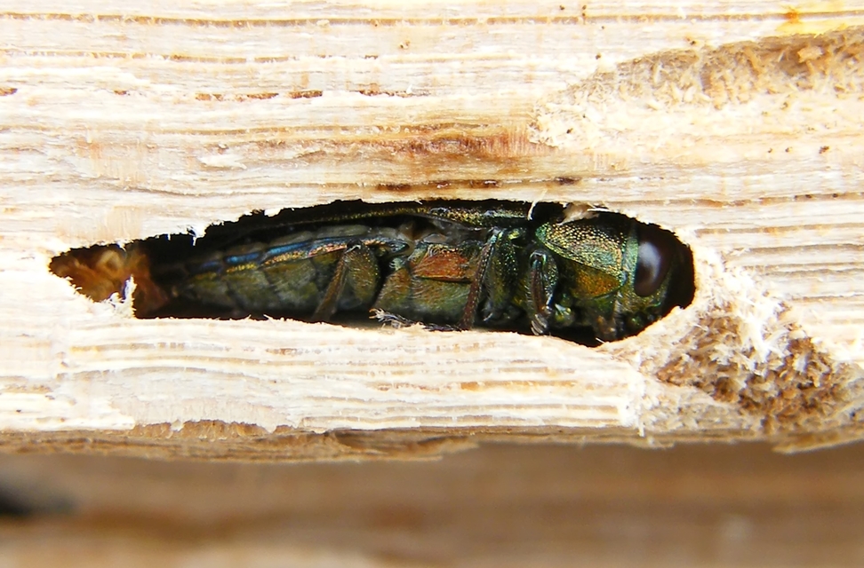 Chrysobothris affinis - aranypettyes díszbogár