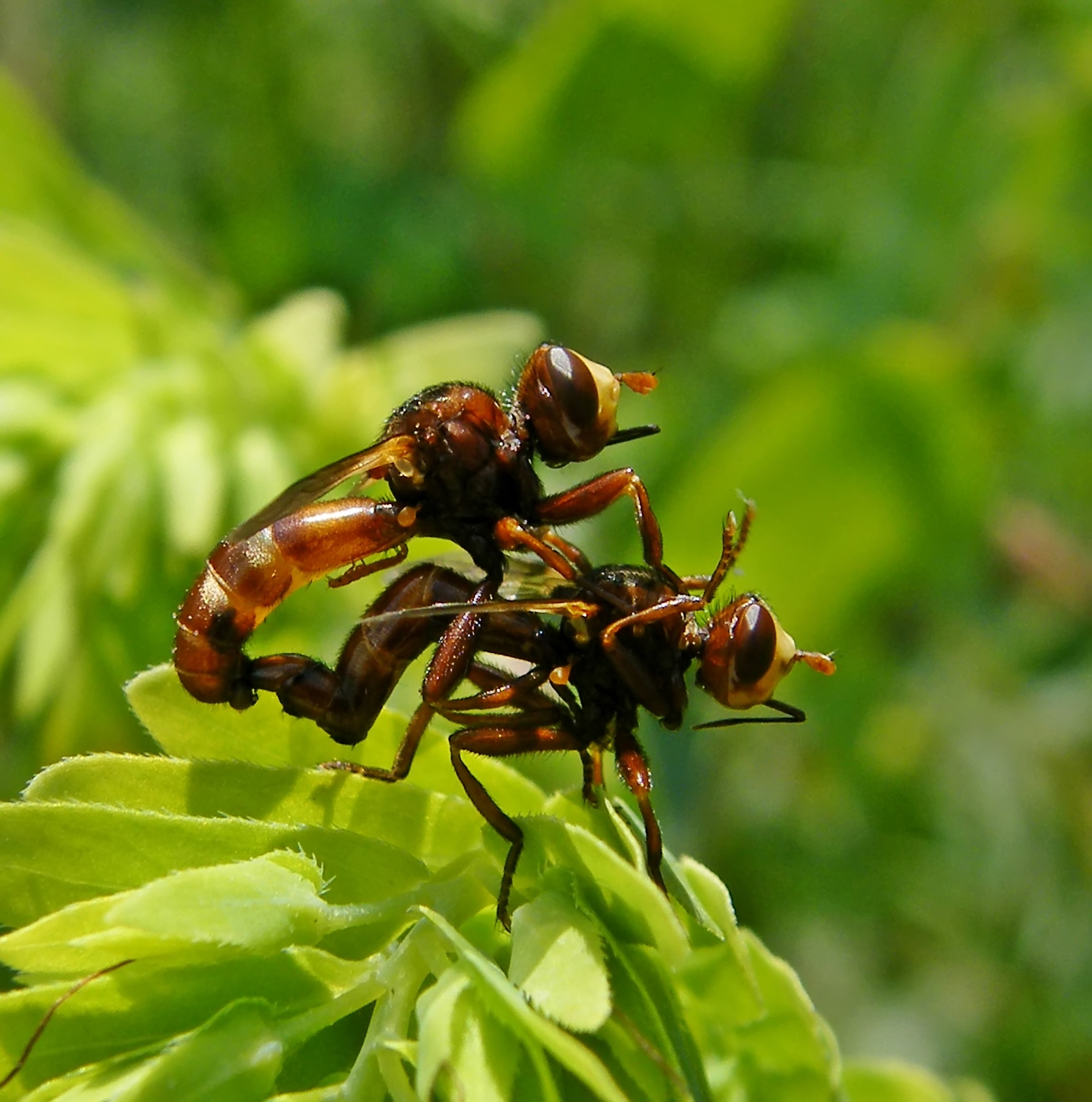 Sicus ferrugineus - rozsdás fejeslégy