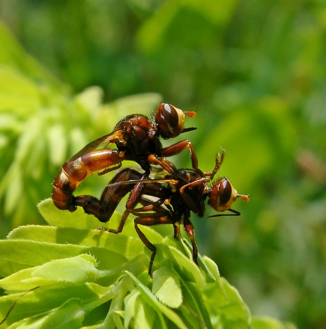 Sicus ferrugineus - rozsdás fejeslégy