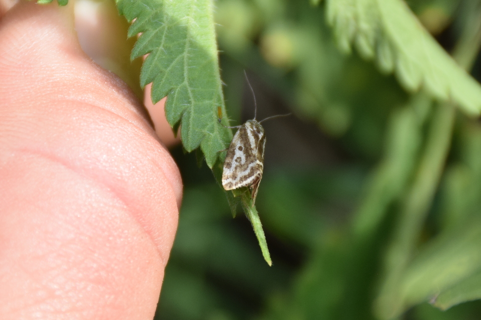 Emmelia trabealis - zebrabagoly