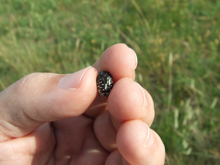 Oxythyrea funesta - sokpettyes virágbogár