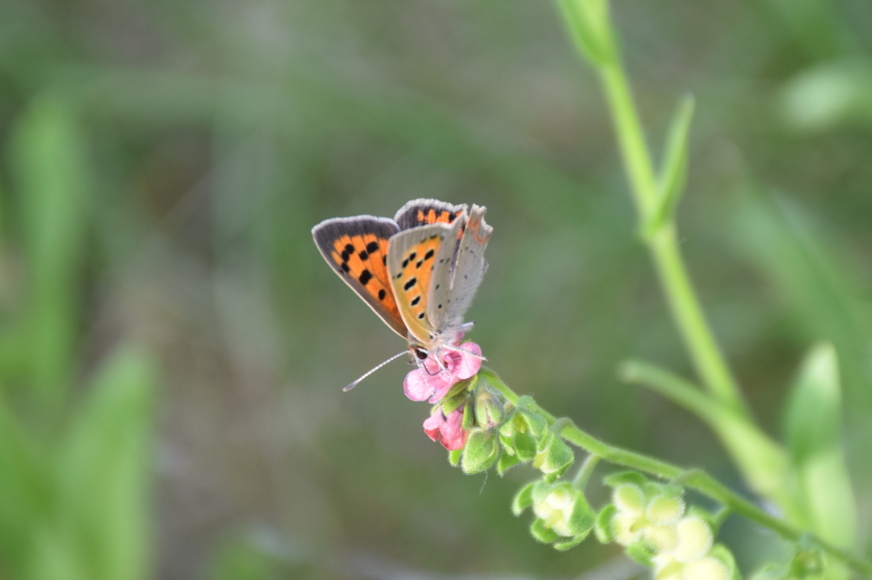 Lycaena phlaeas - közönséges tűzlepke
