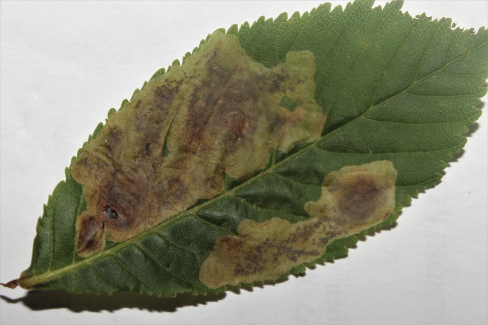 Cameraria ohridella - vadgesztenye-sátorosmoly