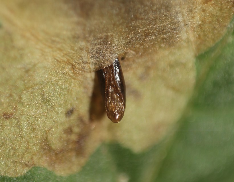 Cameraria ohridella - vadgesztenye-sátorosmoly