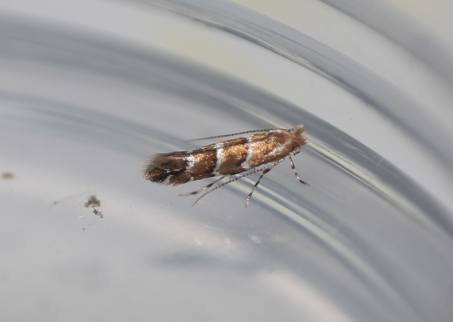 Cameraria ohridella - vadgesztenye-sátorosmoly