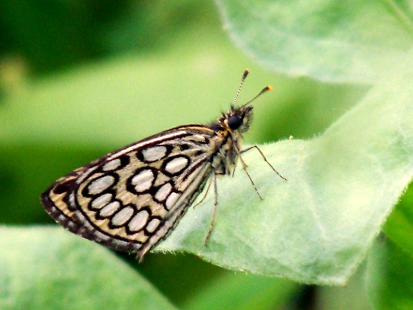 Heteropterus morpheus - tükrös busalepke