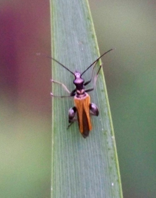Oedemera femorata - sárgahátú álcincér