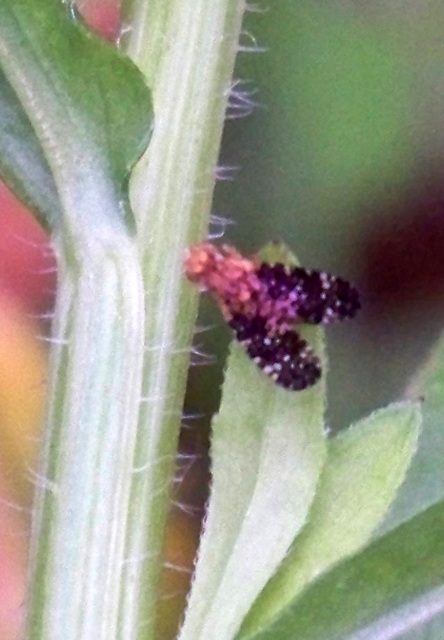 Tephritidae - fúrólégyfélék