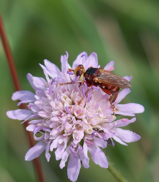 Sicus