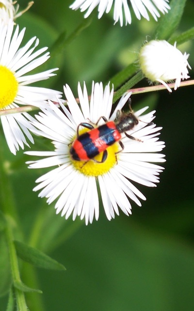 Trichodes apiarius - szalagos méhészbogár