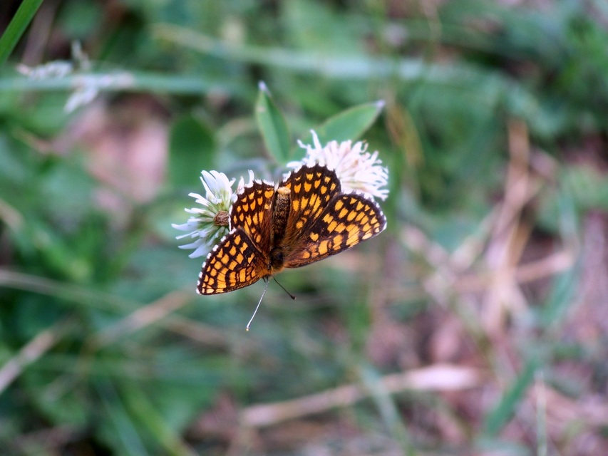 Melitaea athalia - közönséges tarkalepke