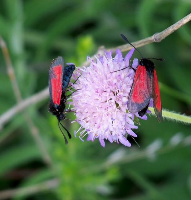 Zygaena minos/purpuralis