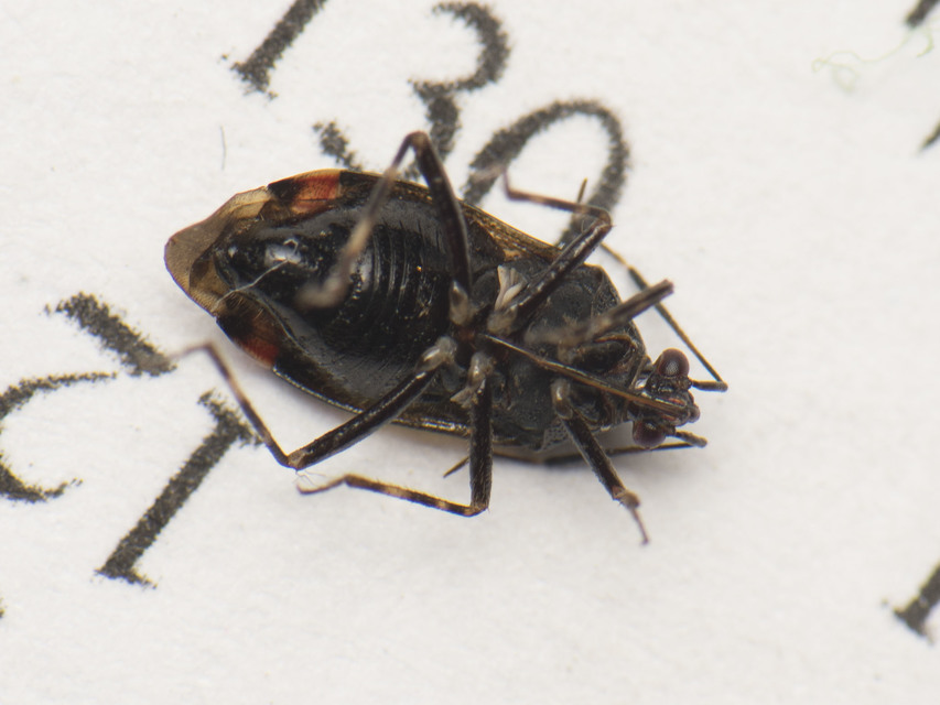 Deraeocoris flavilinea