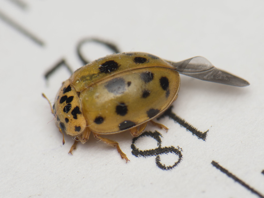 Harmonia quadripunctata - négypettyes katica