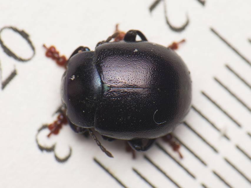 Chrysolina sturmi - vöröslábú levelész
