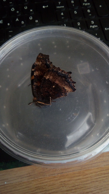 Nymphalis xanthomelas - vörös rókalepke