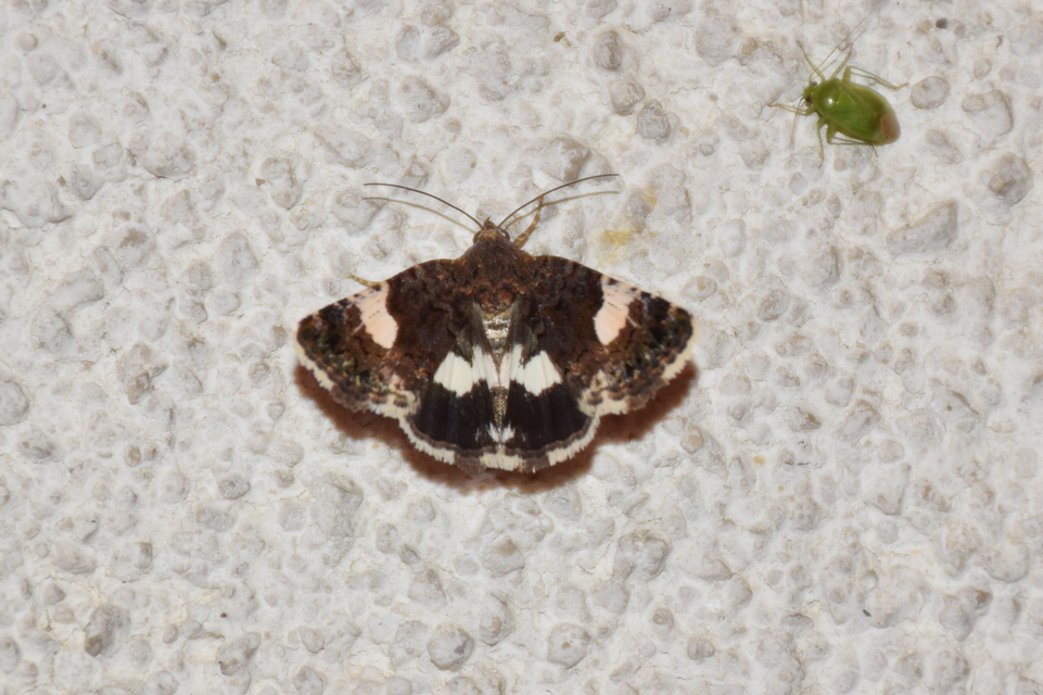 Tyta luctuosa - fekete nappalibagoly