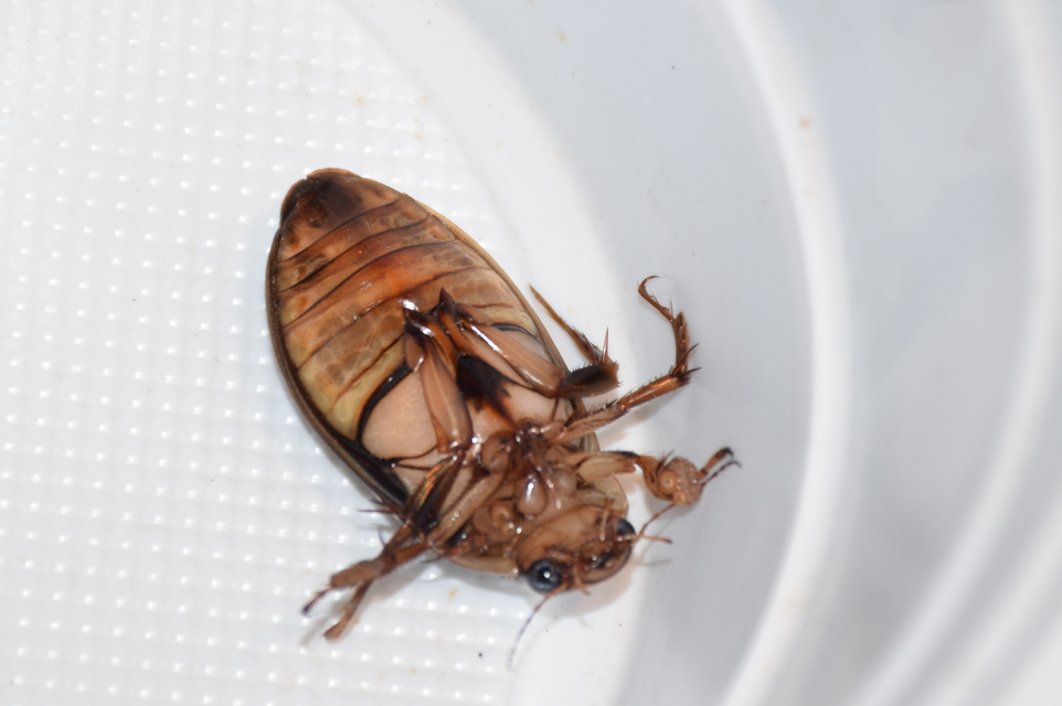 Dytiscus marginalis - szegélyes csíkbogár