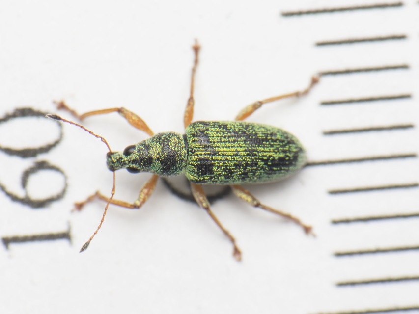 Polydrusus formosus - selymes lombormányos