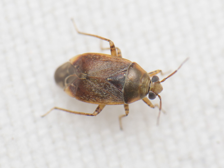 Agnocoris