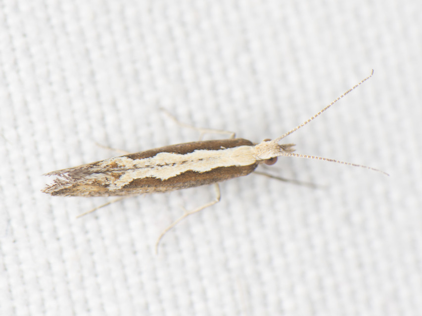 Plutella xylostella - káposztamoly