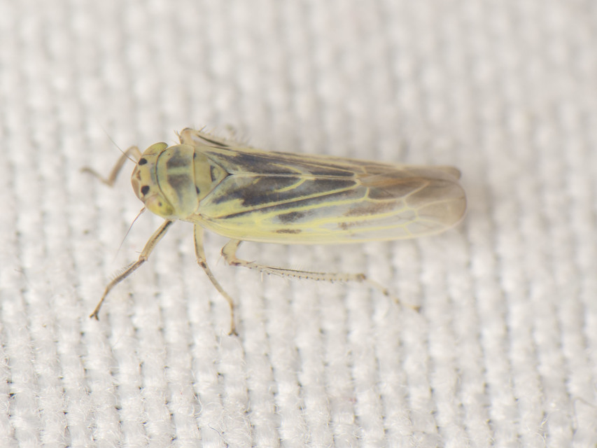 Deltocephalinae