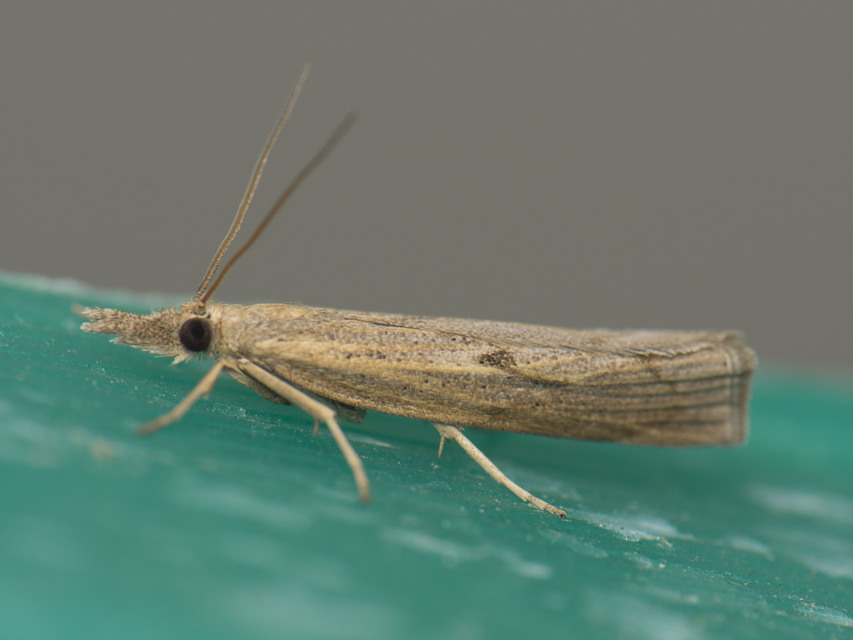 Pediasia contaminella - mocskos fűgyökérmoly