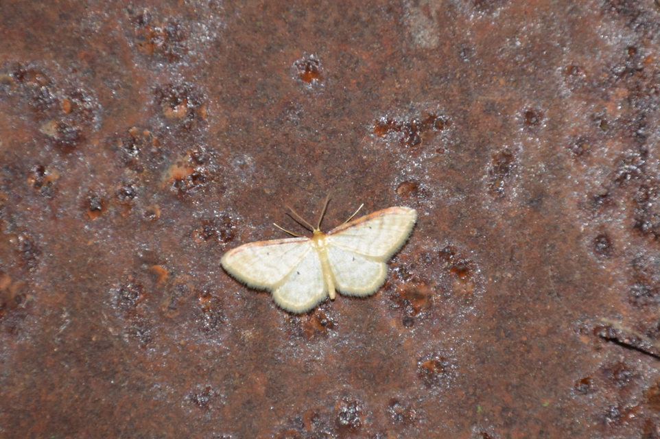 Idaea humiliata - vörösszélű apróaraszoló