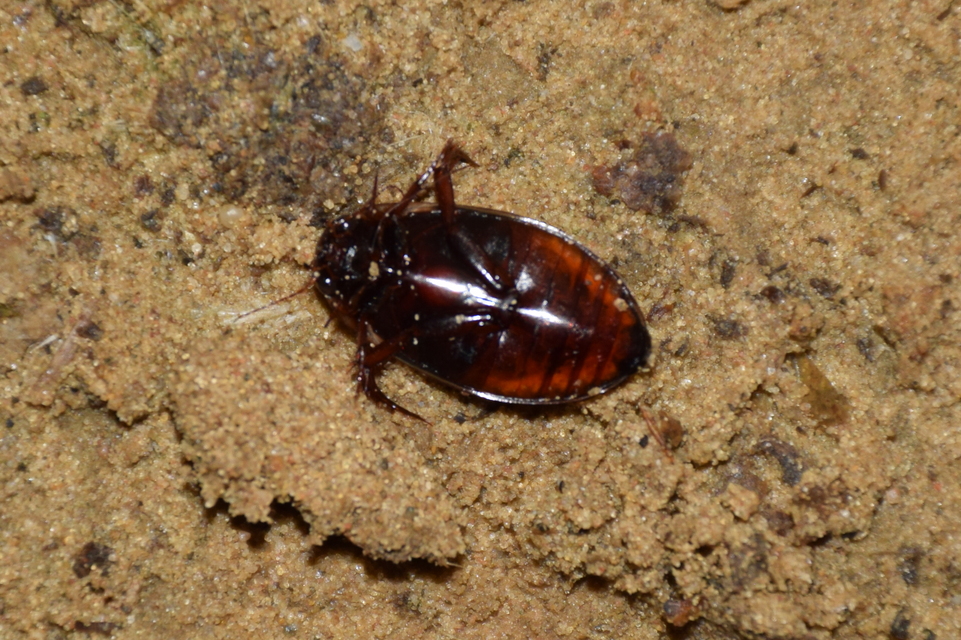 Colymbetes fuscus - gyakori recéscsíkbogár