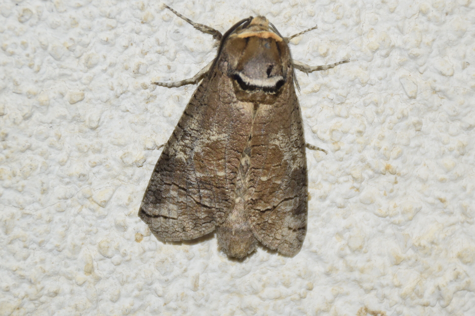Cossus cossus - fűzfarontólepke