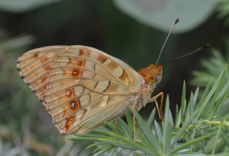 Argynnis adippe - ezüstös gyöngyházlepke