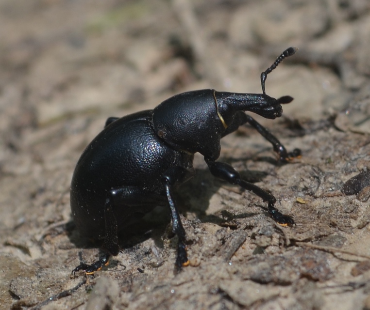 Liparus dirus - sujtár-szerecsenományos