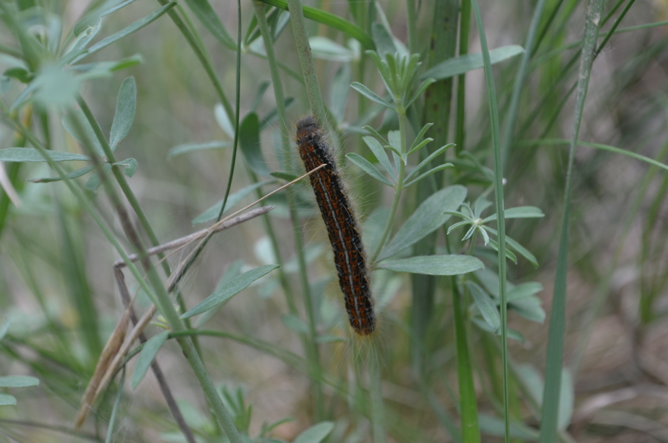 Malacosoma castrensis - kutyatejszövő