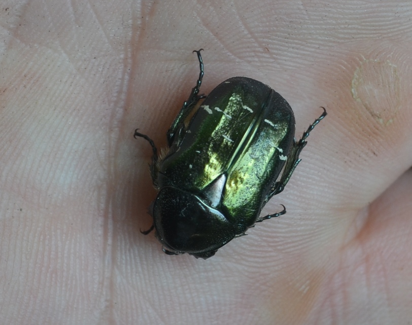 Cetonia aurata - aranyos virágbogár